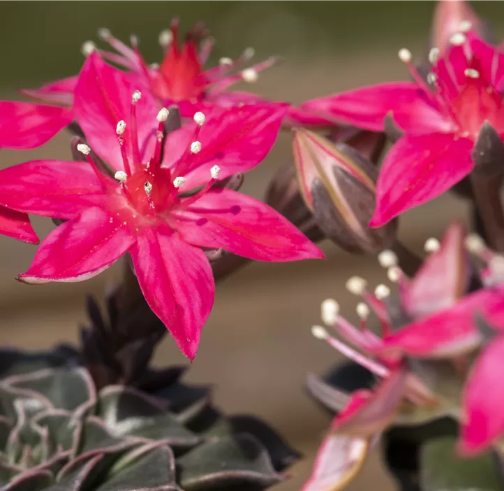 Graptopetalum