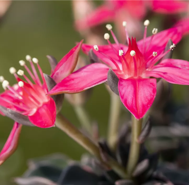 Graptopetalum