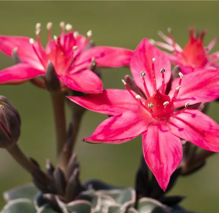 Graptopetalum