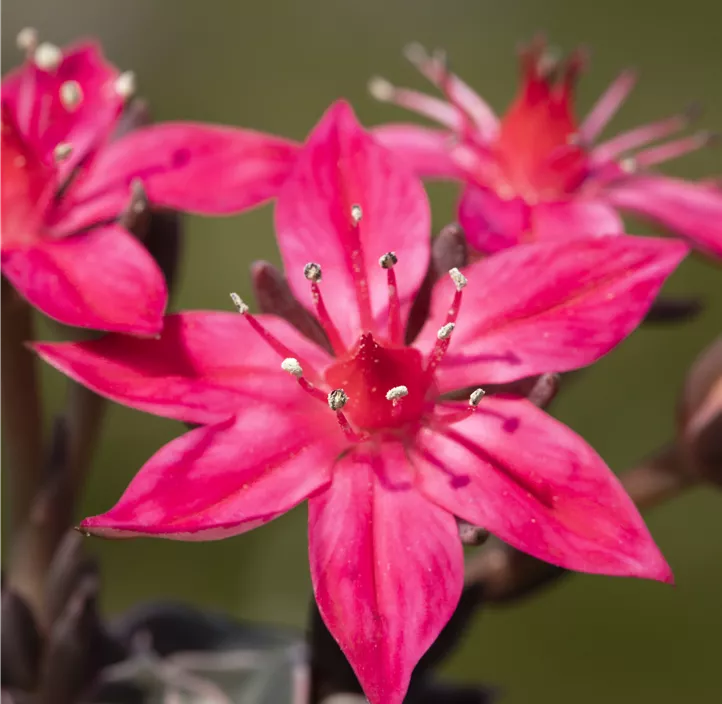 Graptopetalum