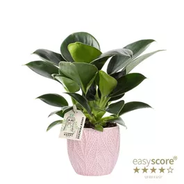 Philodendron 'Green Princess' im Keramiktopf