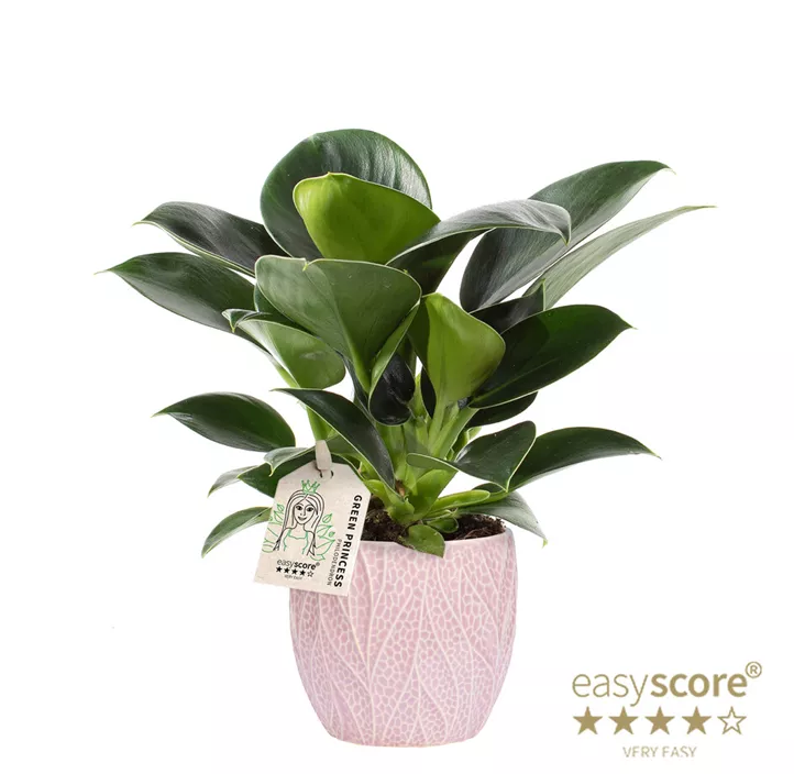 Philodendron 'Green Princess' im Keramiktopf