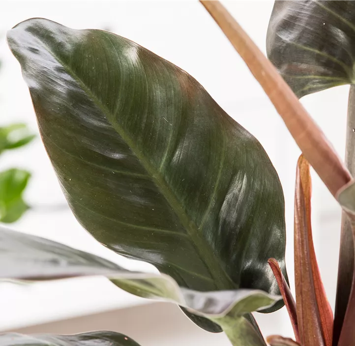 Philodendron 'Green Princess' im Keramiktopf