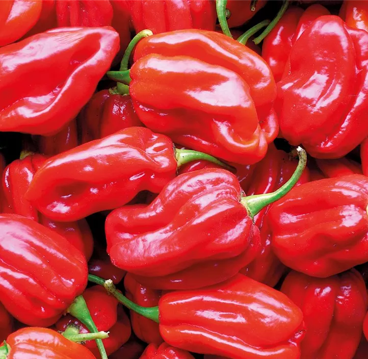 Chili Habanero Tropical Red