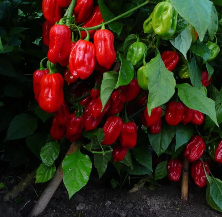 Chili Habanero Tropical Red