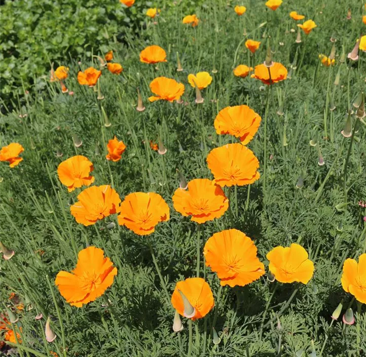 Kalifornischer Mohn, Goldmohn