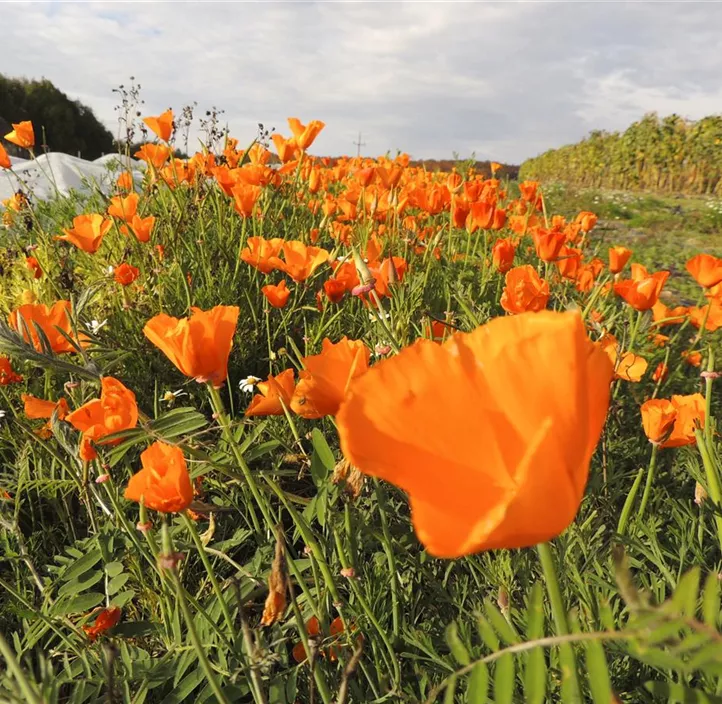 Kalifornischer Mohn, Goldmohn