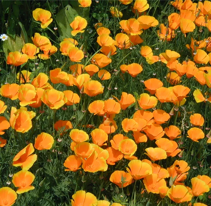 Kalifornischer Mohn, Goldmohn