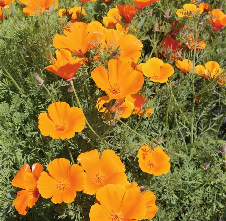 Kalifornischer Mohn, Goldmohn