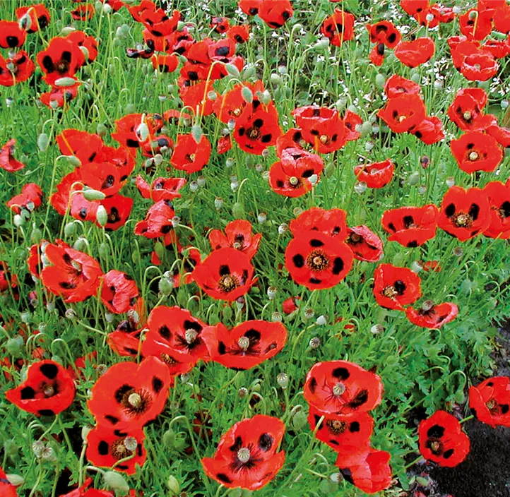 Klatschmohn Pierrot