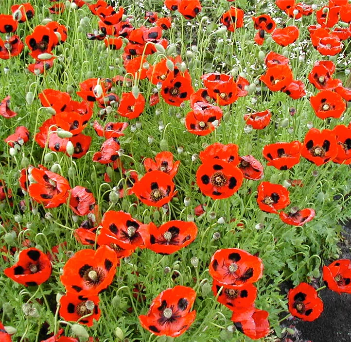 Klatschmohn Pierrot