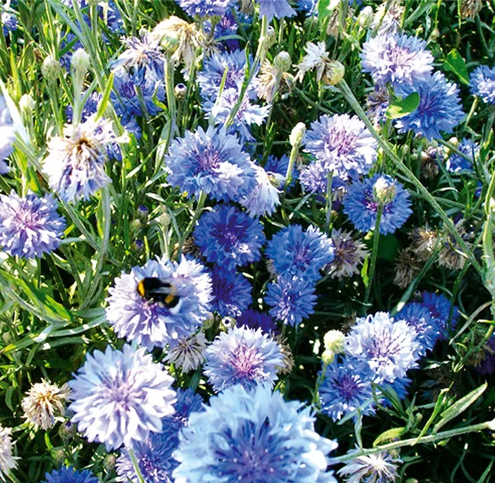 Kornblume Blauer Junge