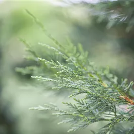 Cupressocyparis leylandii (Keltischer Baumkreis)