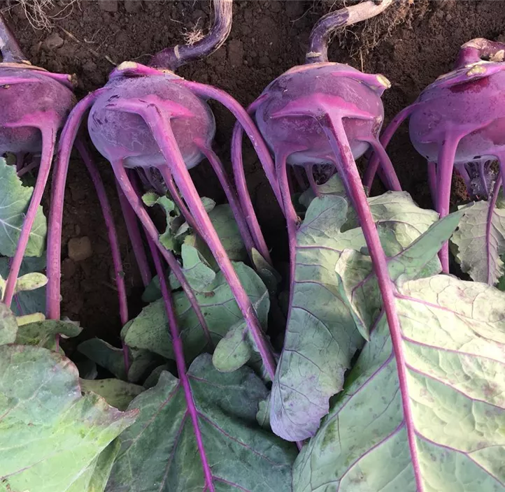 Kohlrabi Blaro