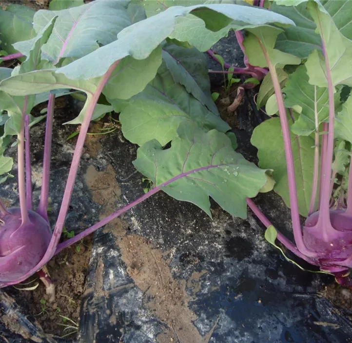 Kohlrabi Blaro