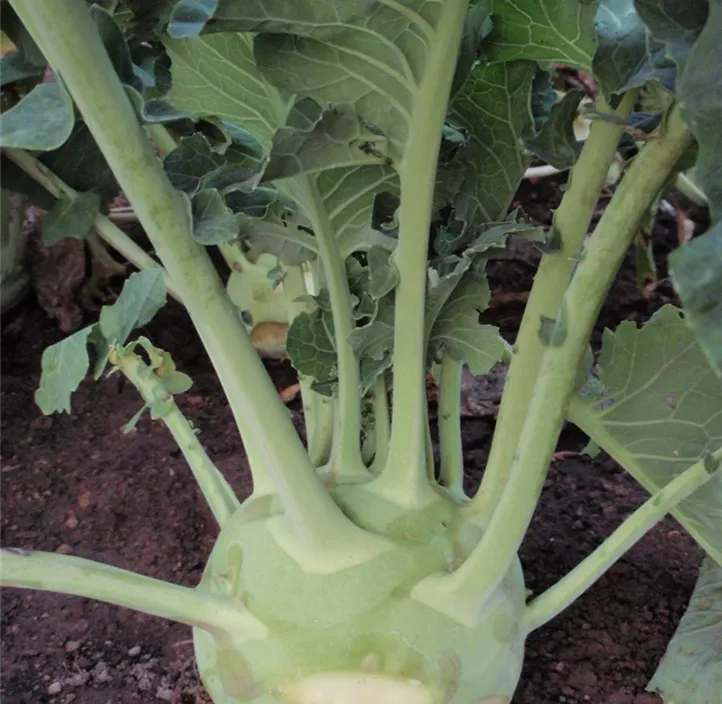 Kohlrabi Superschmelz