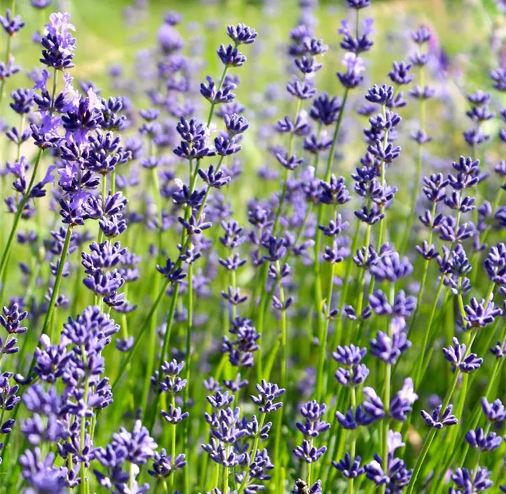 Lavendel