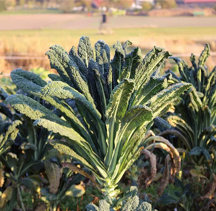 Palmkohl Nero di Toscana