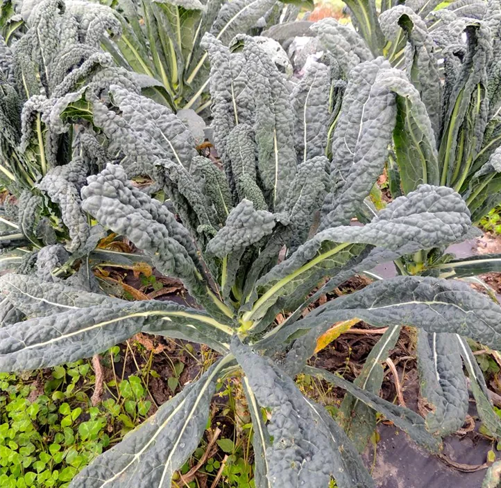 Palmkohl Nero di Toscana