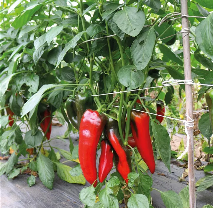 Paprika Corno rosso