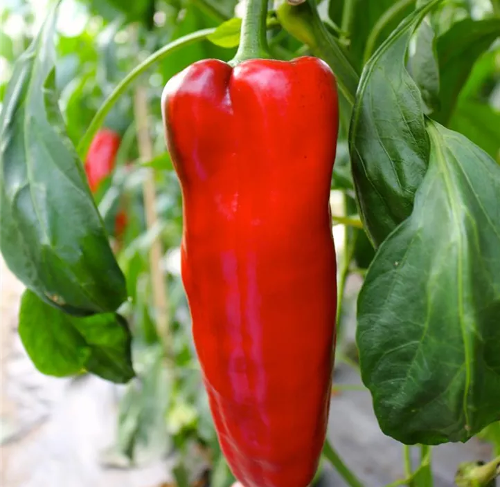 Paprika Corno rosso