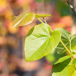 Cercis canadensis Pink Pom Poms