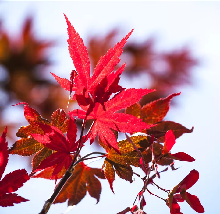 Roter Fächerahorn 'Beni Maiko'