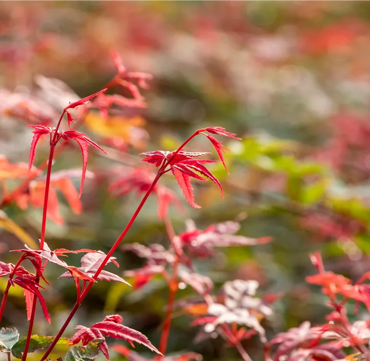 Roter Fächerahorn 'Beni Maiko'