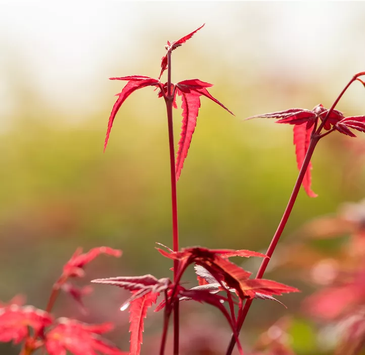 Roter Fächerahorn 'Beni Maiko'