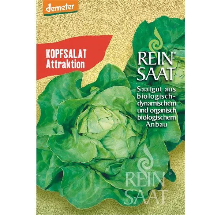 Kopfsalat Attraktion