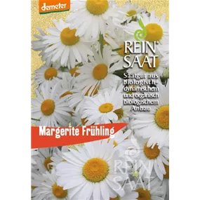 Margerite Frühling