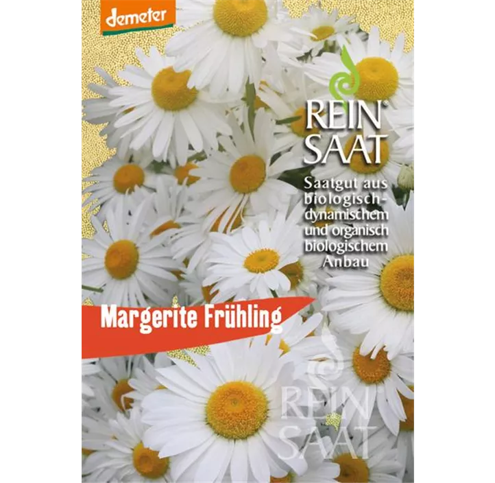 Margerite Frühling