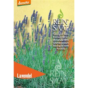 Lavendel