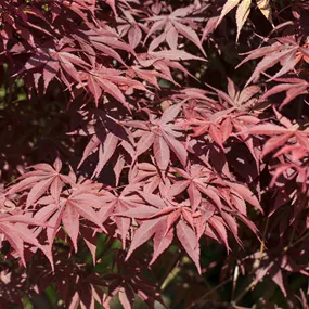 Acer palmatum Bloodgood