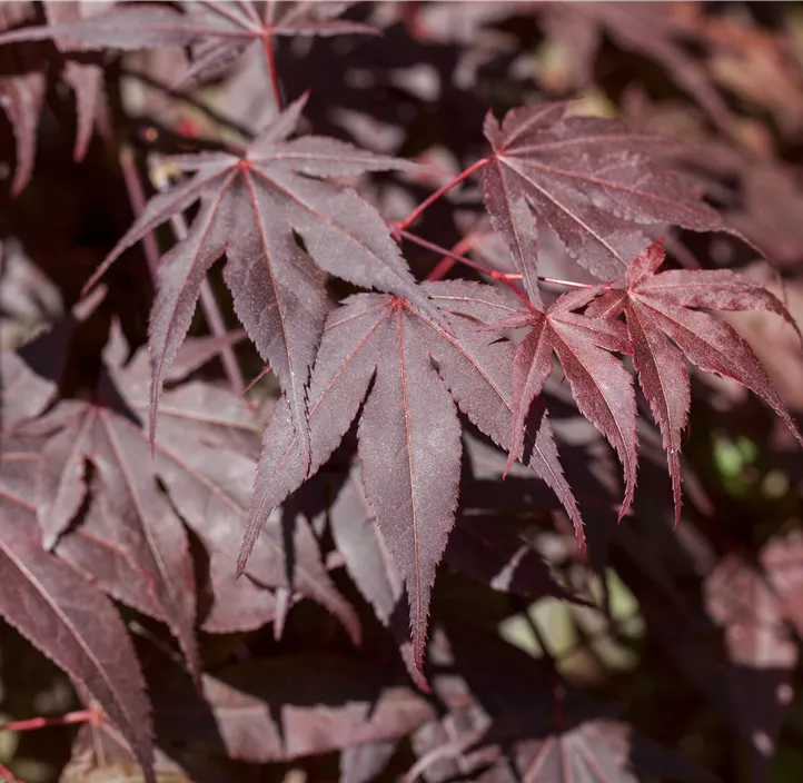 Fächerahorn 'Bloodgood'