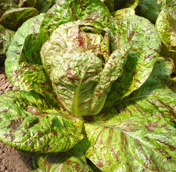 Salat Forellenschluß