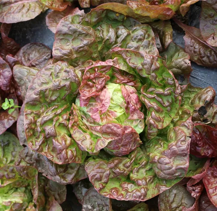 Salat Merveille de quatre sa.