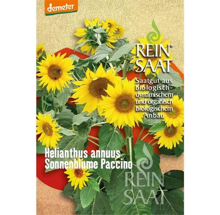 Sonnenblume Paccino