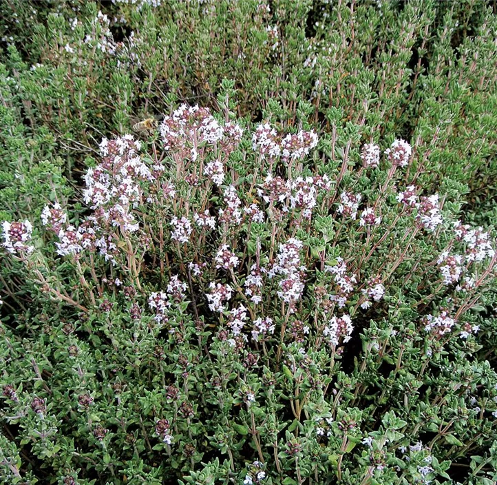 Thymian deutscher Winter