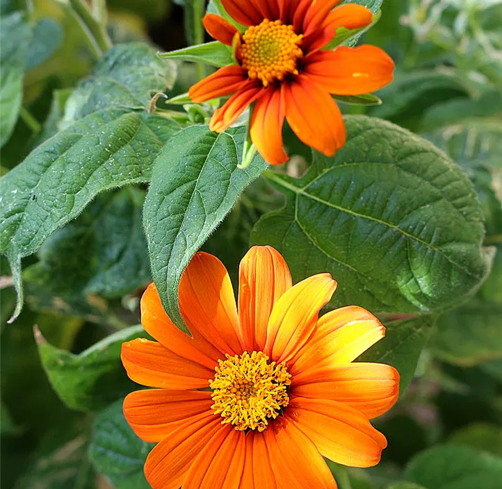 Tithonia rotundifolia