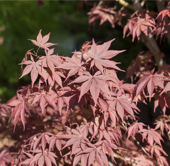 Fächerahorn 'Bloodgood'