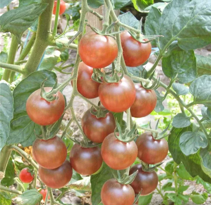 Tomate Black Cherrry