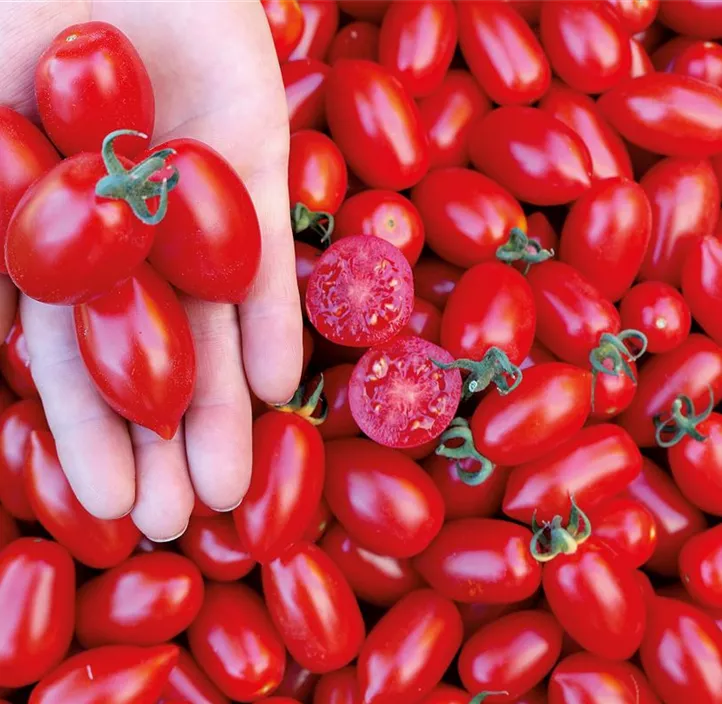 Tomate Donatellina