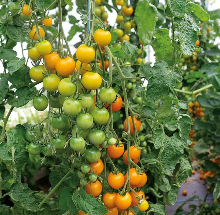 Tomate Goldkrone