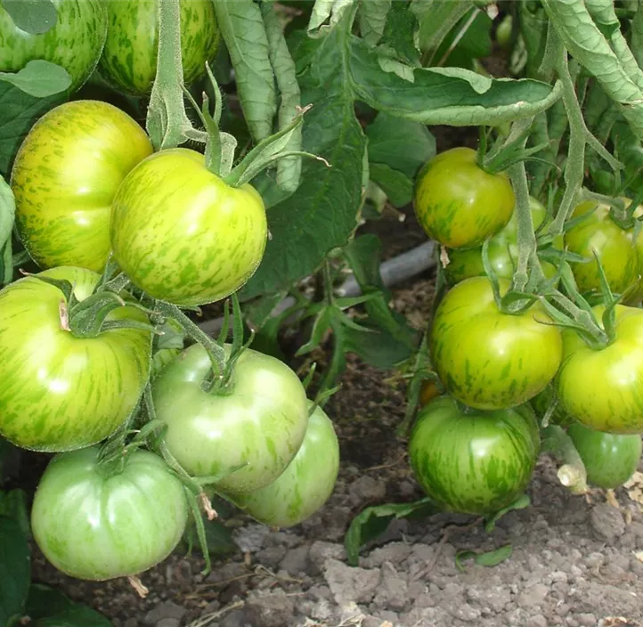 Tomate Green Zebra