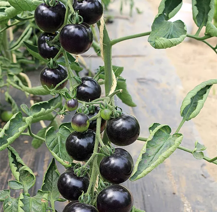 Tomate Indigo Rose