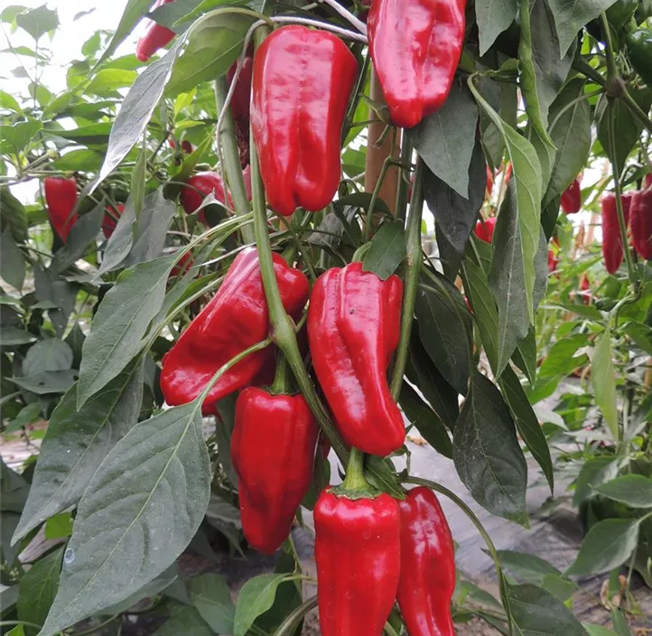 Türkischer Gewürzpaprika