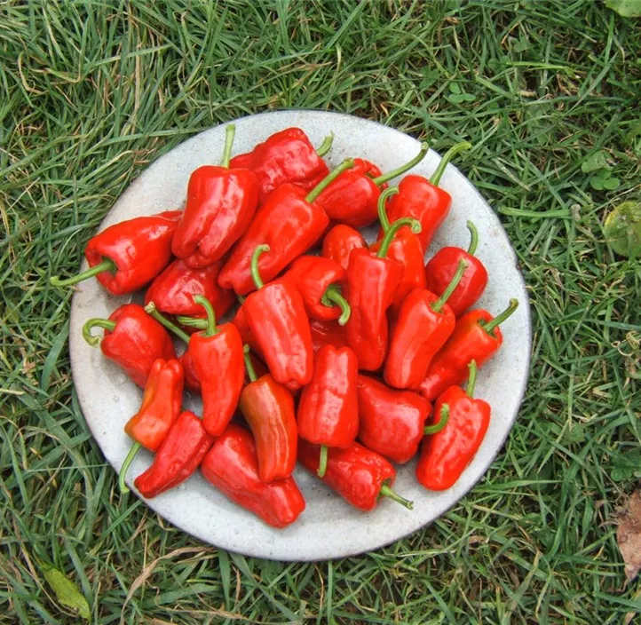 Türkischer Gewürzpaprika