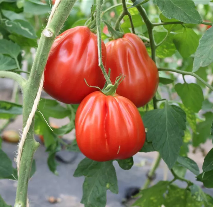 Tomate Liguria