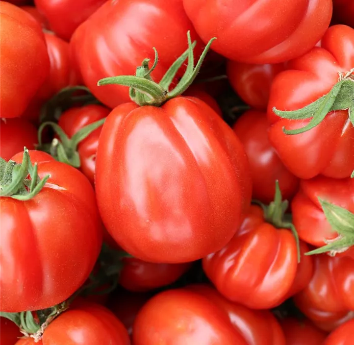 Tomate Liguria